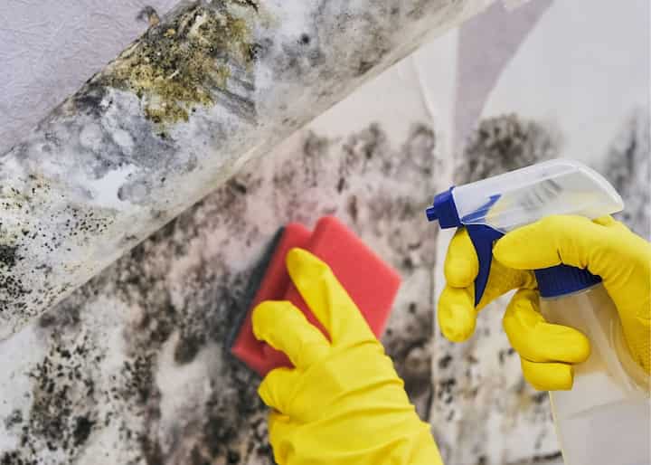 atlanta mold testing