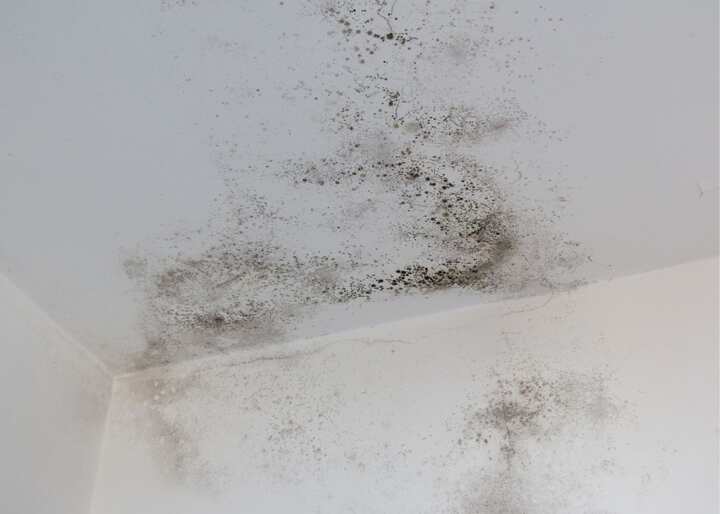 Mold Solutions of A-Town